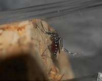 Asian tiger mosquito on the move
