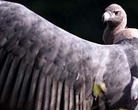 Asian vultures may face extinction in India, study warns