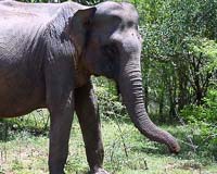 Elephants outsmarting humans on Indonesia's Sumatra: report