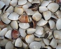 Tonnes of clams die in Vietnam as toxic leak fears mount