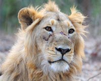 India's endangered lion numbers increase