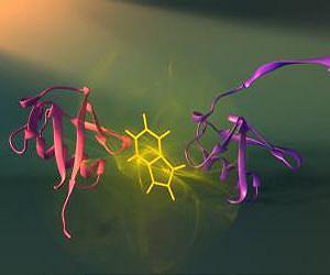 Researchers watch tiny living machines self-assemble