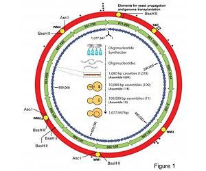 Scientists Boot Up A Bacterial Cell With A Synthetic Genome
