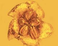 Ancient flowering plant was beautiful - but probably poisonous