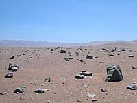 El Nino covers arid Atacama desert in flowers