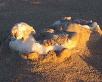 Origins Of Sulfur In Rocks Tells Early Oxygen Story