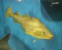 Overfishing Pushes Baltic Cod To Brink Of Economic Extinction