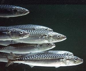 EU overfishing charges 'preposterous': Iceland