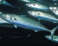 Meeting the eye-witnesses of ocean change