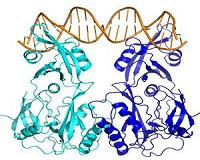 Scientists unveil a molecular mechanism that controls plant growth and development
