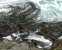 Northern invaders threaten Antarctic marine life