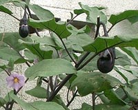 India regulator approves first GM vegetable