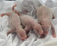 'Miracle' panda triplets open their eyes in Chinese zoo