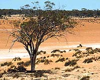 The Tree Corporation Of Australia