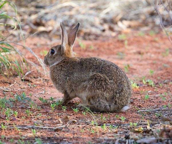 Cute but calamitous: Australia labours under rabbit numbers