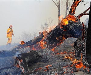Search to save smallest survivors of Australia fires