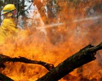 181 dead as Australian wildfires wreak havoc