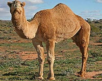 6,000 camels besiege outback Australian town