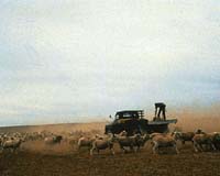 Farmers Still No Closer To Understanding CPRS Impacts On Agriculture