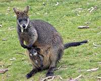Why is the female wallaby always pregnant?