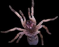 Spiders can sail the oceans like ships
