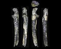 Australopithecus fossils found east of the Great Rift Valley