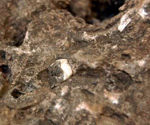 New Au. sediba fossils discovered in rock