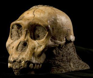 Fossil discovery could be our oldest human ancestor