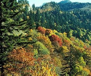 Forests could start growing again: UN expert