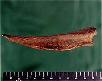 Ancient Bone Tool Sheds Light On Prehistoric Midwest
