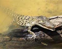 From The Egg, Baby Crocodiles Call To Each Other And To Mom
