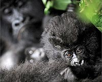 New HIV strain leapt to humans from gorillas: study