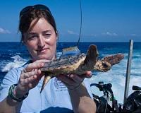 Researchers use forensic science to track turtles