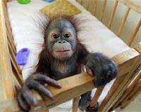 Study: Humans came from orangs, not chimps