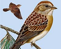 North American Birds Moving North As A Result Of Climate Change