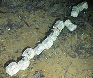 Antarctica's first whale skeleton found with 9 new deep-sea species