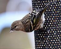 Massive southern invasions by northern birds linked to climate shifts