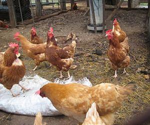 Nepal steps up poultry cull to combat bird flu