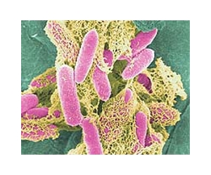 Rutgers-Camden Professor Engineers E. Coli To Produce Biodiesel