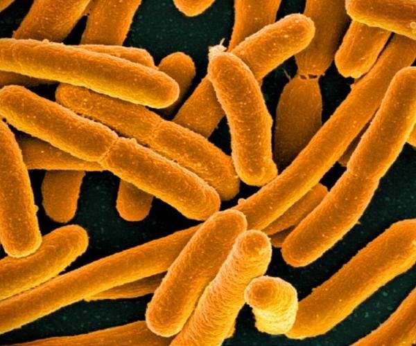 Bacteria Store Memories and Pass Them on for Generations