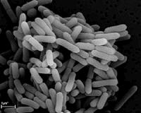 Enzyme's worth to biofuels shown in latest NREL research