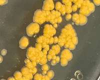 Nature's antifreeze inspires revolutionary bacteria cryopreservation technique