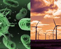 Scientists simulate tiny bacteria-powered 'windfarm'