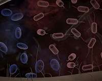 Bacteria could become a future source of electricity