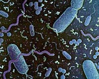 Microbial Biofilms Evoke Jekyll And Hyde Effects