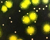 Team Probes Mysteries Of Oceanic Bacteria
