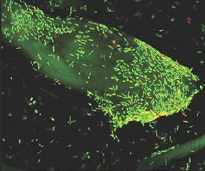 ORNL explores proteins in Yellowstone bacteria for biofuel inspiration