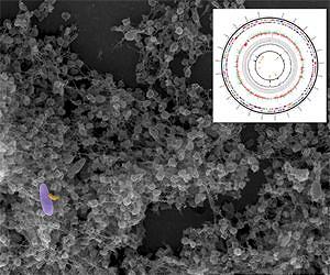 Vampire Bacteria Has Potential as Living Antibiotic