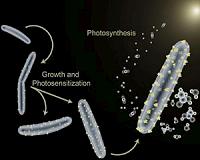 Researchers teach bacterium how to photosynthesize