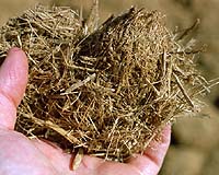 Making Biogas And Electricity From Bagasse